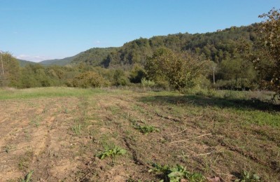 DINTORNI MOTOVUN - TERRENO EDIFICABILE CON PROGETTO CONCETTUALE IN VENDITA