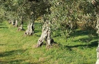 (possibility of splitting into smaller plots), olive grove in a beautiful location overlooking the sea in Porec