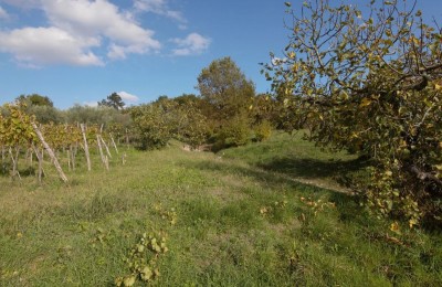 BUZET SURROUNDINGS - BUILDING PLOT WITH AGRICULTURAL LAND FOR SALE