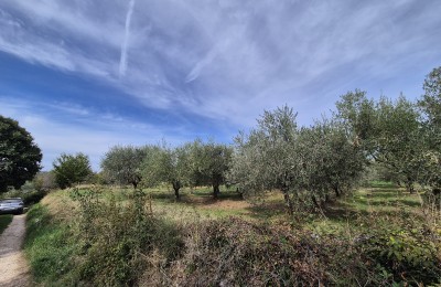 Istrien - Gebiet Poreč 13 km, Baugrundstück für den Bau eines Hauses oder eines Gebäudes mit 4 Wohnungen!!