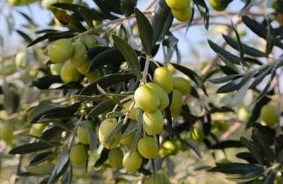 GELEGENHEIT!! Olivenhain in Istrien, Region Poreč - 340 Olivenbäume - 15 Jahre alt - 12.000 m²!!